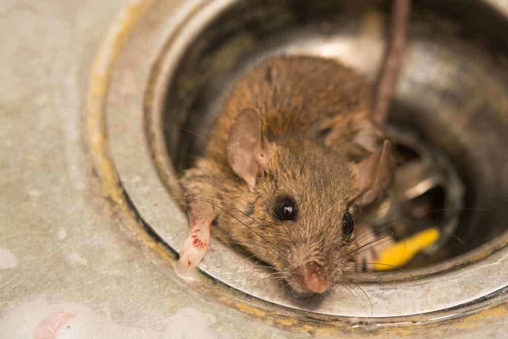 Do We Really Get Sick From Rat Feces Laying Around?